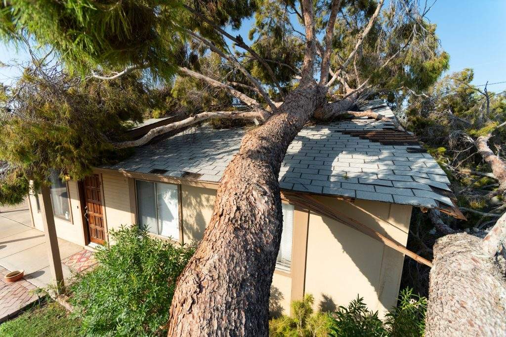 Tree damage after a major monsoon in Phoenix, AZ