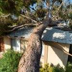 Tree damage after a major monsoon in Phoenix, AZ